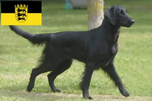 Read more about the article Flat Coated Retriever opdrættere og hvalpe i Baden-Württemberg