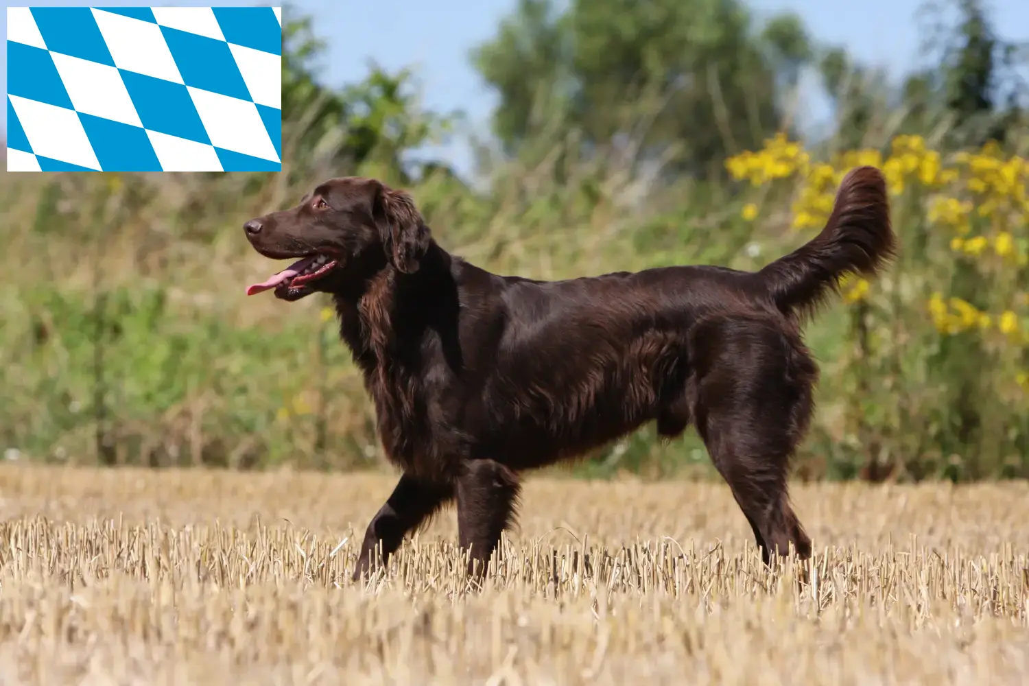 Read more about the article Flat Coated Retriever opdrættere og hvalpe i Bayern