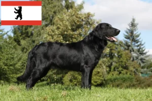 Read more about the article Flat Coated Retriever opdrættere og hvalpe i Berlin