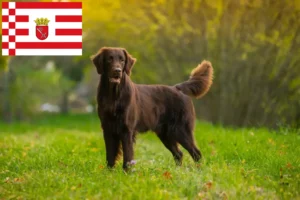 Read more about the article Flat Coated Retriever opdrættere og hvalpe i Bremen