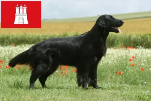 Read more about the article Flat Coated Retriever opdrættere og hvalpe i Hamborg