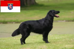 Read more about the article Flat Coated Retriever opdrættere og hvalpe i Hessen