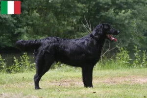 Read more about the article Flat Coated Retriever opdrættere og hvalpe i Italien