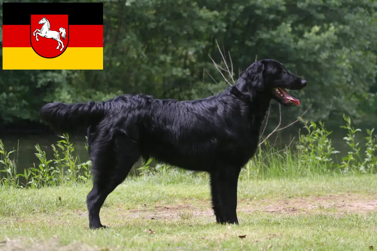 Read more about the article Flat Coated Retriever opdrættere og hvalpe i Niedersachsen