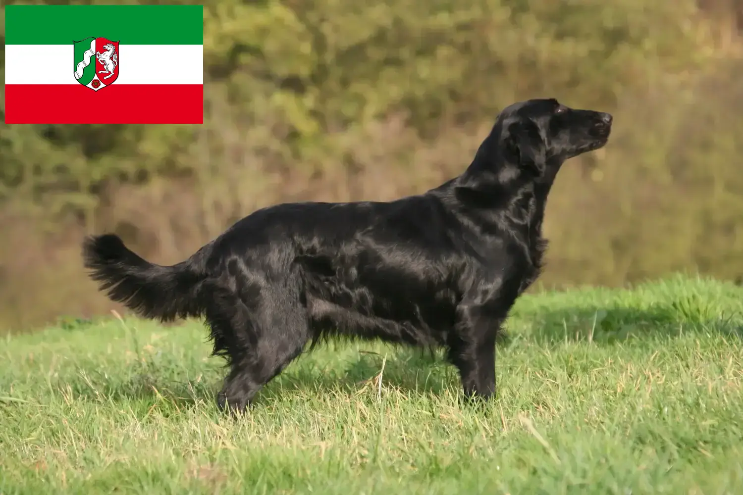 Read more about the article Flat Coated Retriever opdrættere og hvalpe i Nordrhein-Westfalen