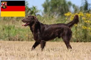 Read more about the article Flat Coated Retriever opdrættere og hvalpe i Rheinland-Pfalz