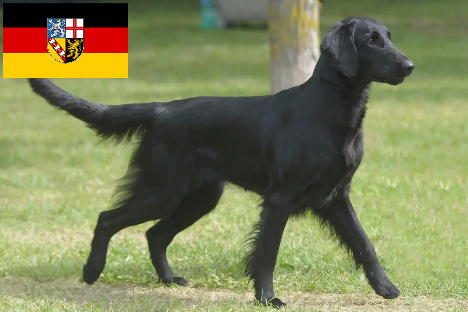 Read more about the article Flat Coated Retriever opdrættere og hvalpe i Saarland