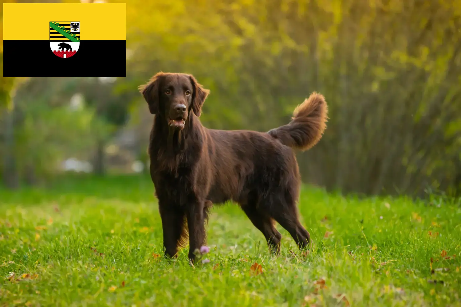 Read more about the article Flat Coated Retriever opdrættere og hvalpe i Sachsen-Anhalt