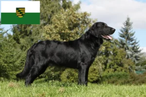 Read more about the article Flat Coated Retriever opdrættere og hvalpe i Sachsen