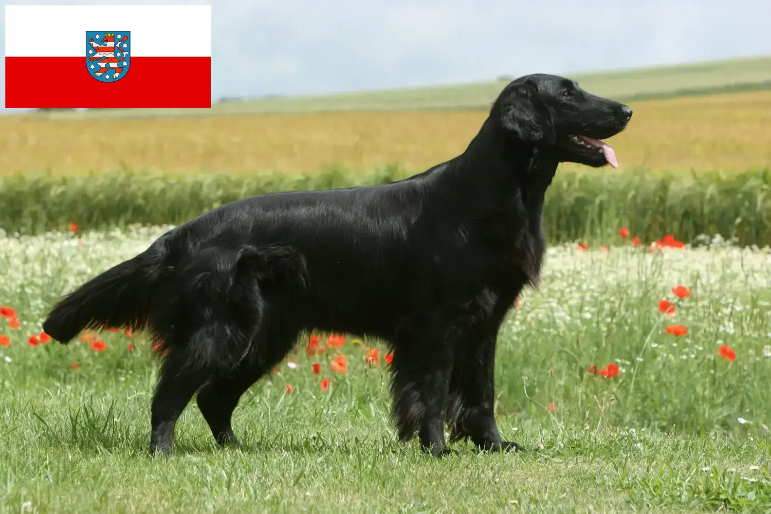 Read more about the article Flat Coated Retriever opdrættere og hvalpe i Thüringen