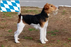 Read more about the article Foxterrier-opdrættere og hvalpe i Bayern