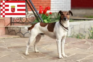 Read more about the article Fox Terrier opdrættere og hvalpe i Bremen