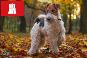 Read more about the article Fox Terrier opdrættere og hvalpe i Hamborg