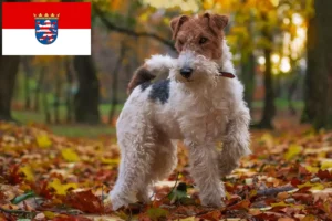 Read more about the article Fox Terrier opdrættere og hvalpe i Hessen