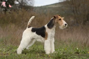 Read more about the article Fox Terrier opdrætter og hvalpe i Hovedstaden