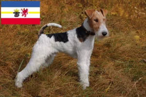 Read more about the article Fox Terrier opdrættere og hvalpe i Mecklenburg-Vorpommern