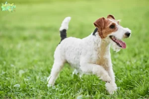 Read more about the article Fox Terrier opdrættere og hvalpe i Midtjylland