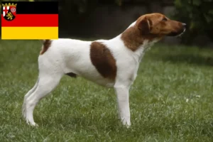 Read more about the article Fox Terrier opdrættere og hvalpe i Rheinland-Pfalz