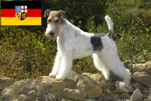 Read more about the article Fox Terrier opdrættere og hvalpe i Saarland