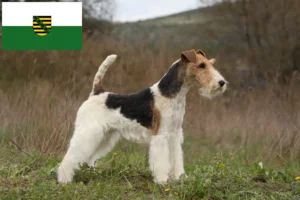 Read more about the article Foxterrier-opdrættere og hvalpe i Sachsen