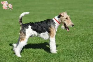 Read more about the article Fox Terrier opdrættere og hvalpe i Syddanmark