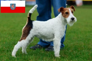 Read more about the article Fox Terrier opdrættere og hvalpe i Thüringen