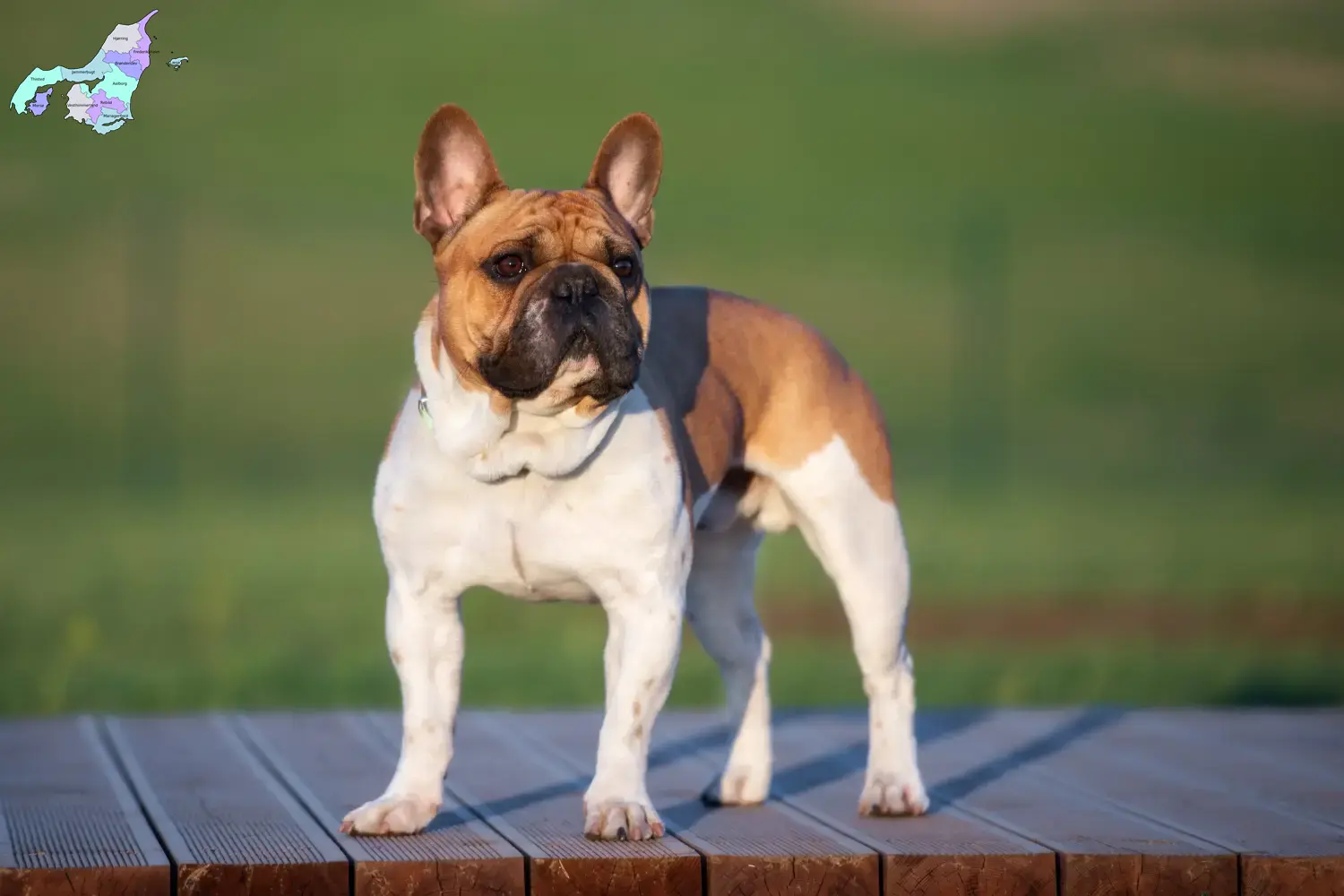 Read more about the article Fransk Bulldog opdrættere og hvalpe i Nordjylland