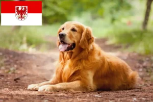 Read more about the article Golden Retriever opdrættere og hvalpe i Brandenburg