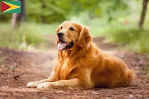 Read more about the article Golden Retriever-opdrættere og -hvalpe i Guyana