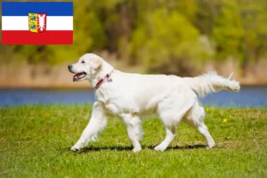 Read more about the article Golden Retriever opdrættere og hvalpe i Schleswig-Holstein