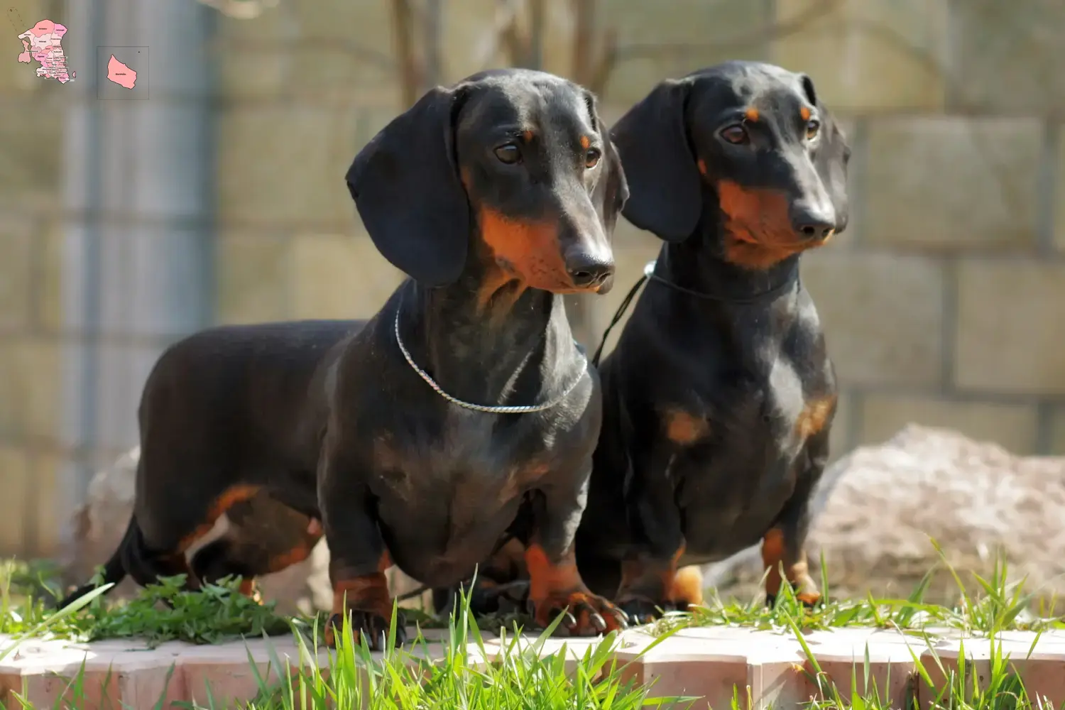 Read more about the article Gravhundeopdrættere og hvalpe i Hovedstaden