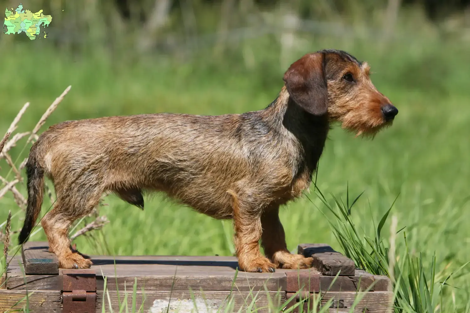 Read more about the article Gravhundeopdrættere og hvalpe i Midtjylland