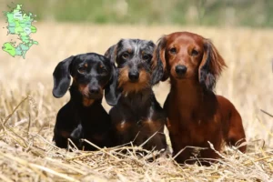 Read more about the article Gravhundeopdrættere og hvalpe på Sjælland