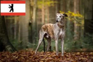 Read more about the article Greyhound-opdrættere og hvalpe i Berlin