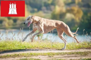 Read more about the article Greyhound-opdrættere og hvalpe i Hamborg