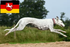 Read more about the article Greyhound-opdrættere og hvalpe i Niedersachsen