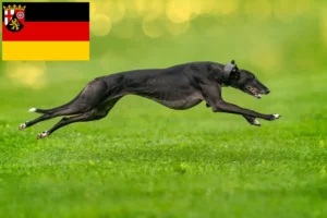 Read more about the article Greyhound-opdrættere og hvalpe i Rheinland-Pfalz