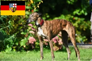 Read more about the article Greyhound-opdrættere og hvalpe i Saarland