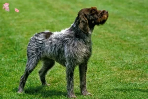 Read more about the article Griffon d’arrêt à poil dur Opdrætter og hvalpe i Hovedstaden