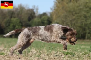 Read more about the article Griffon d’arrêt à poil dur Opdrætter og hvalpe i Niedersachsen