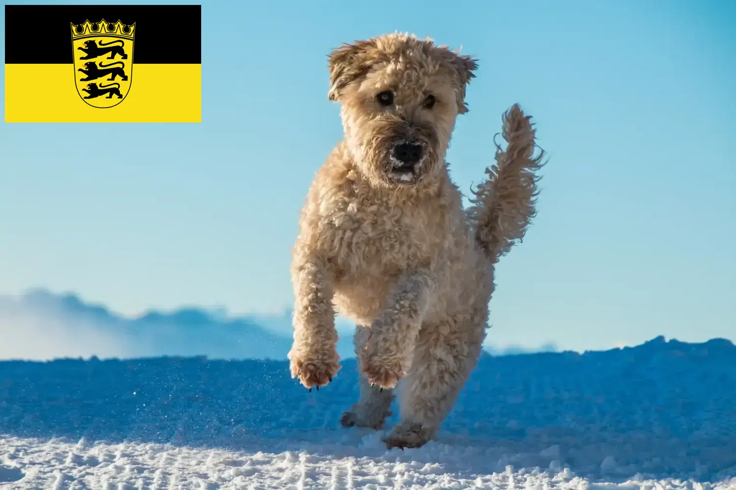 Read more about the article Irish Soft Coated Wheaten Terrier opdrættere og hvalpe i Baden-Württemberg