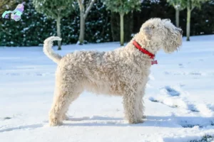 Read more about the article Irish Soft Coated Wheaten Terrier opdrættere og hvalpe i Nordjylland