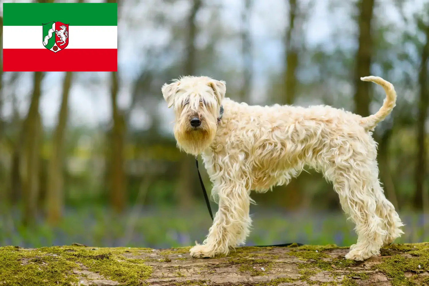 Read more about the article Irsk Soft Coated Wheaten Terrier opdrættere og hvalpe i Nordrhein-Westfalen