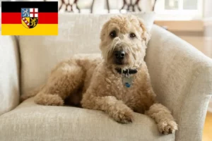 Read more about the article Irish Soft Coated Wheaten Terrier opdrættere og hvalpe i Saarland