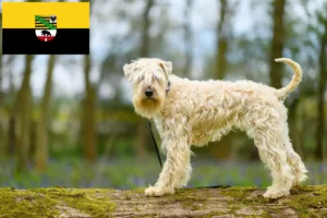 Read more about the article Irish Soft Coated Wheaten Terrier opdrættere og hvalpe i Sachsen-Anhalt