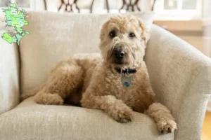 Read more about the article Irish Soft Coated Wheaten Terrier opdrættere og hvalpe på Sjælland