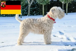 Read more about the article Irish Soft Coated Wheaten Terrier opdrættere og hvalpe i Rheinland-Pfalz