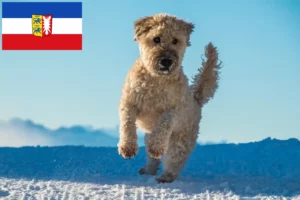 Read more about the article Irish Soft Coated Wheaten Terrier opdrættere og hvalpe i Schleswig-Holstein