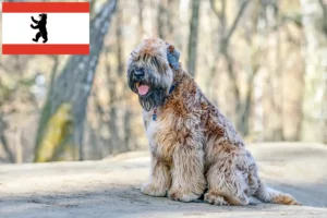 Read more about the article Irish Soft Coated Wheaten Terrier opdrættere og hvalpe i Berlin