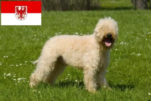 Read more about the article Irish Soft Coated Wheaten Terrier opdrættere og hvalpe i Brandenburg